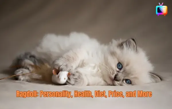Ragdoll: Personality, Health, Diet, Price, and More