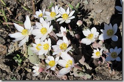 sanguinaria_canadensis