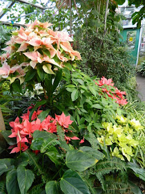 2018 Allan Gardens Conservatory Winter Flower Show poinsettias and tropical plants by garden muses--not another Toronto gardening blog