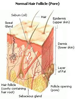 Normal Hair Follicle