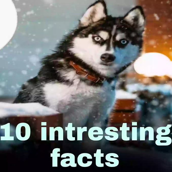 10 Intresting Facts About Siberian Husky, which you will be surprised by reading