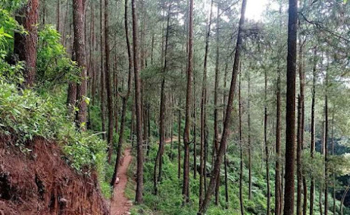 hutan pinus gunung andong