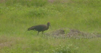 Bird near Bhandardara dam near Pune in India