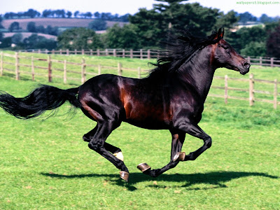 Horse Standard Resolution Wallpaper 47