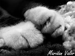 Mostly Black and White Cat Photos; by Maridan Valor of Night Sea 90