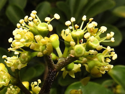 鵝掌蘗（鵝掌藤）的花