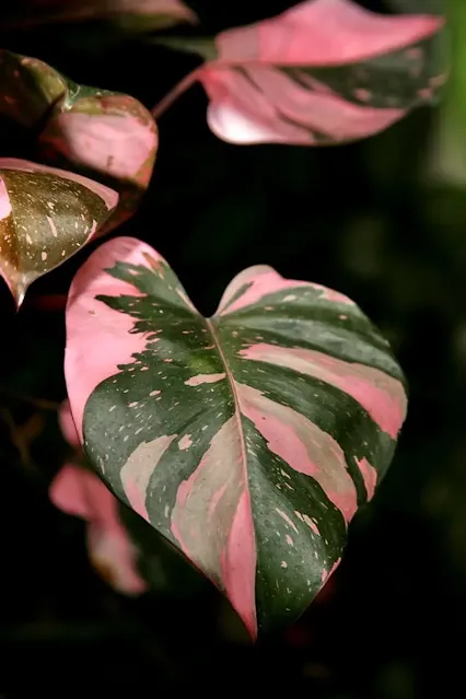 Pink Princess Philodendron