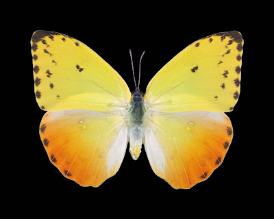 Yellow butterfly wallpaper