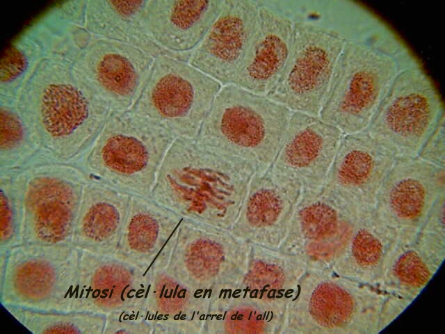 meiosis vs mitosis. 8 stages of meiosis vs mitosis