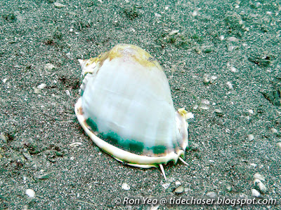 Grey Bonnet (Phalium glaucum)