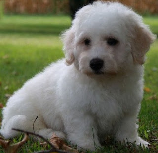 Bichon Frise Puppy Picture