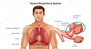 Respiratory system