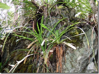 Paphiopedilum_stonei_in_situ_6_resize