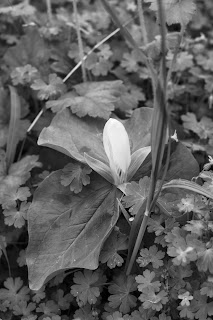trillium flower, A Day in the Life, Photo-A-Day April 2015, Day 25, by Lisa Miller