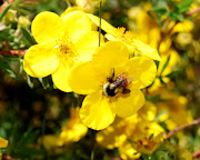 An observant Central Virginia beekeeper is identifying flowering plants in .