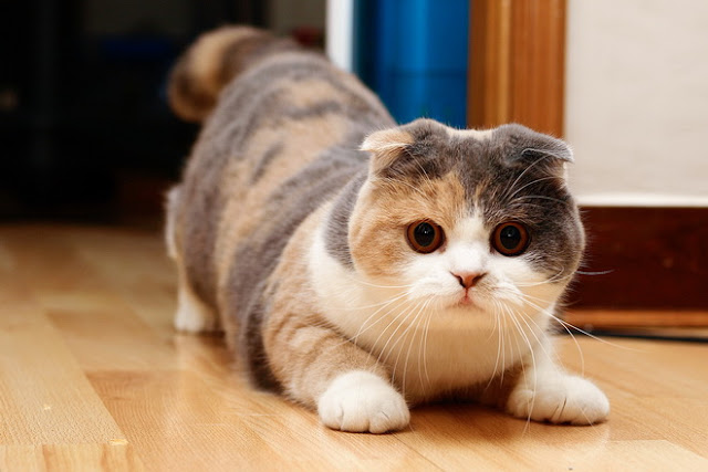 scottish fold cat