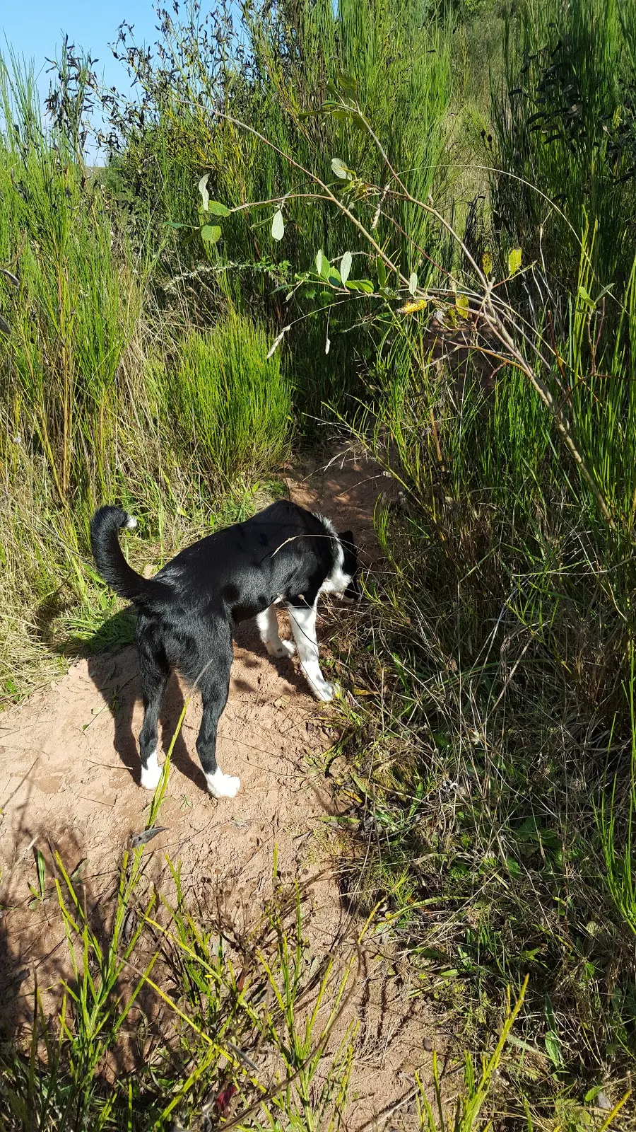 Mollie on Her Walks