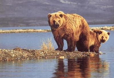 Imagenes de osos: mama osa con su osezno cachorro