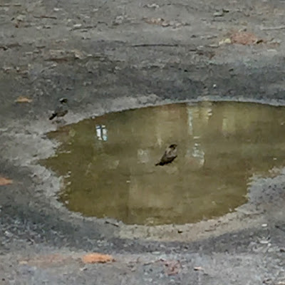 robins bathing in puddle