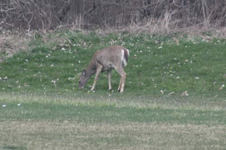 Deer Crystal Ridge Park.