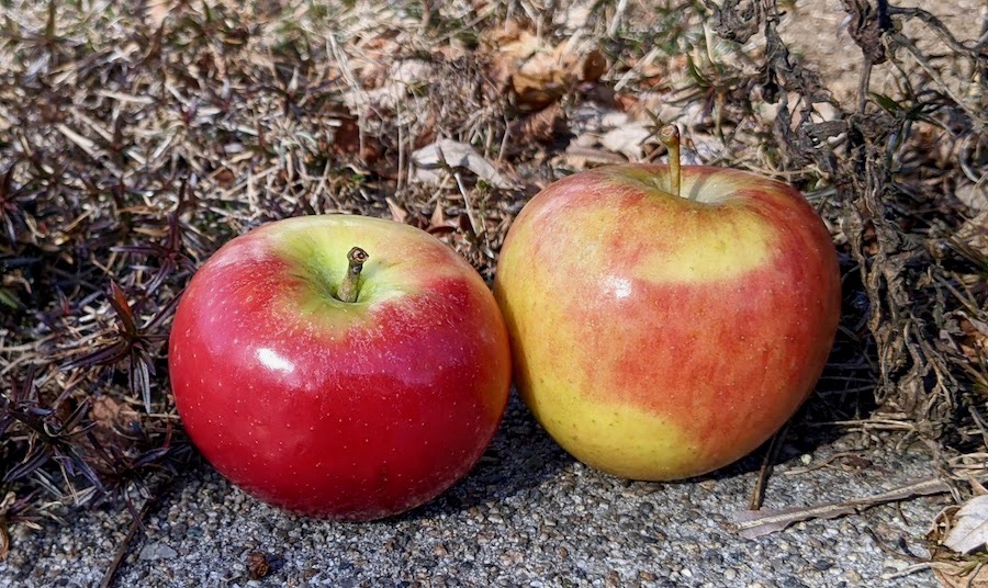 Two shiny red-blushed apples on a stone wall with brownish winter ground cover