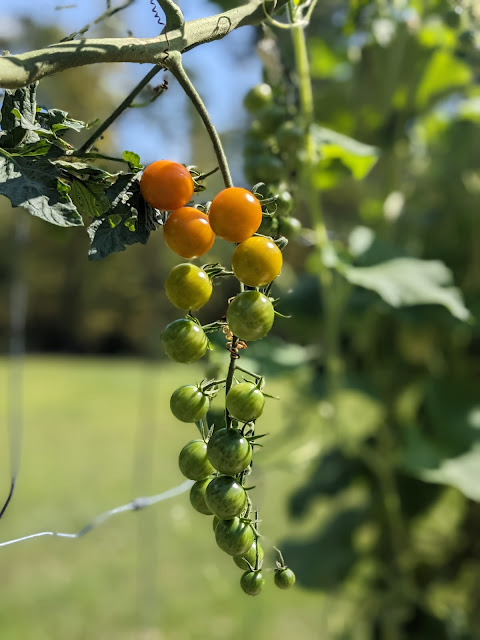 Sun gold tomatoes on the vine in our garden by Eve Fox, copyright 2023 The Garden of Eating blog. All rights reserved.