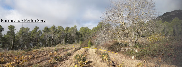 ARBRES SINGULARS A L'ALBÀ-AIGUAMÚRCIA-ALT CAMP, camí de Cal Cortada i Noguer de Cal Cortada