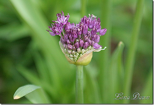 Allium_PurpleSensation