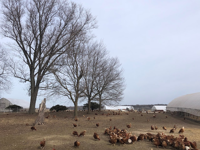 Chickens wandering in the large pen at All Grass Farms in Dundee, Illinois