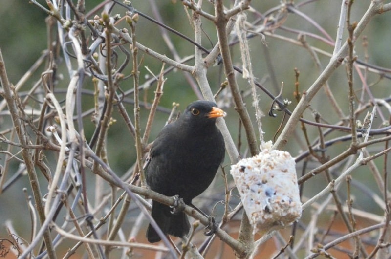 bird eating from suet bird feeder