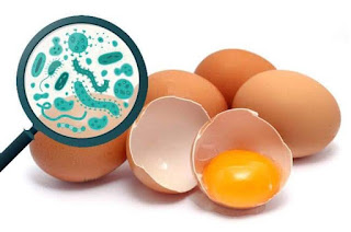 bakteri Salmonelosis pada telur unggas