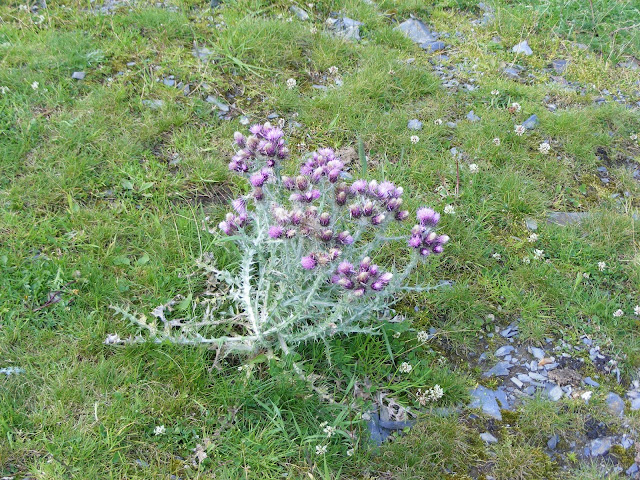 Pyrenean Thistle Carduus carlinoides, Haute-Pyrenees, France. Photo by Loire Valley Time Travel.