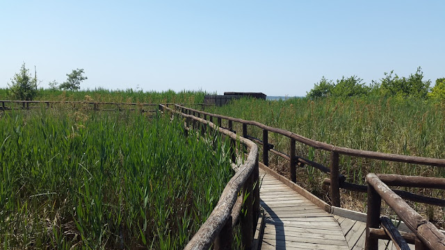 massaciuccoli lake oasis