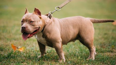 AMERICAN BULLY XL