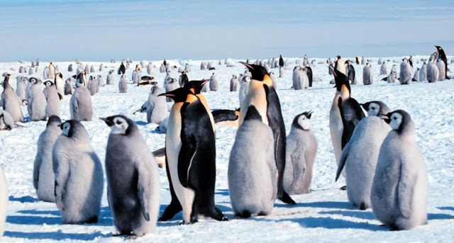 Crias de pinguino emperador