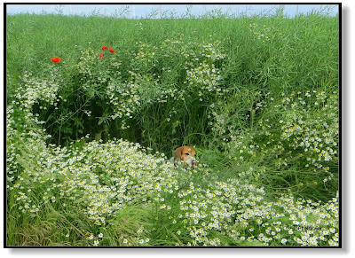 Beagle und Kamilleblüten