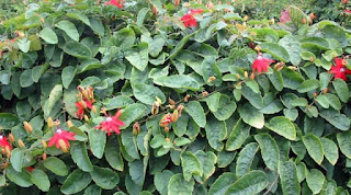 Jual tanaman rambat passiflora ( red passion flower) | supplier tanaman