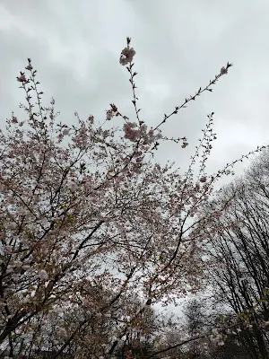 オリンピア公園（Olympiapark）の桜の木
