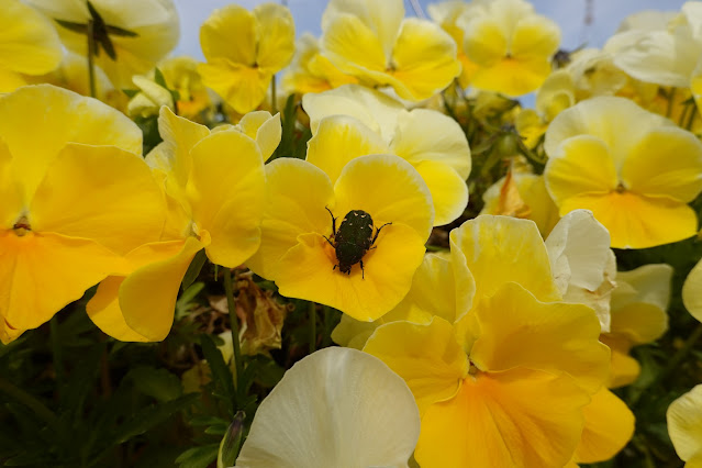 鳥取県西伯郡南部町鶴田 とっとり花回廊 霧の庭園