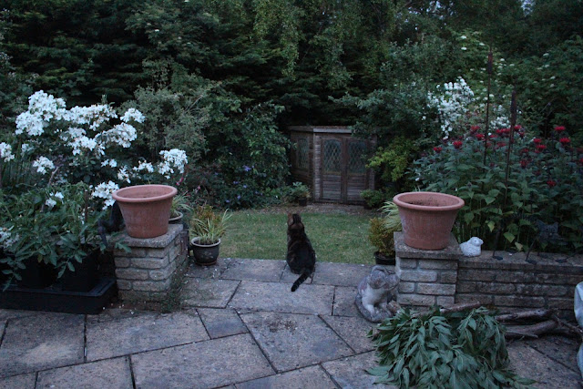 A general view of the garden at 10pm in early July shows how a white rose lights up the gloom