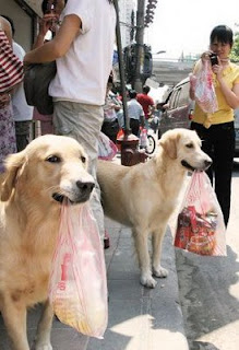 funny animal photos cute retriever dogs doing the shopping carrying bags very smart