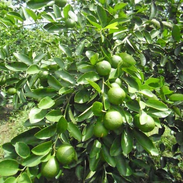 bibit jeruk limau okulasi pohon tanaman buah cepat berbuah madu harga Guluk-Guluk