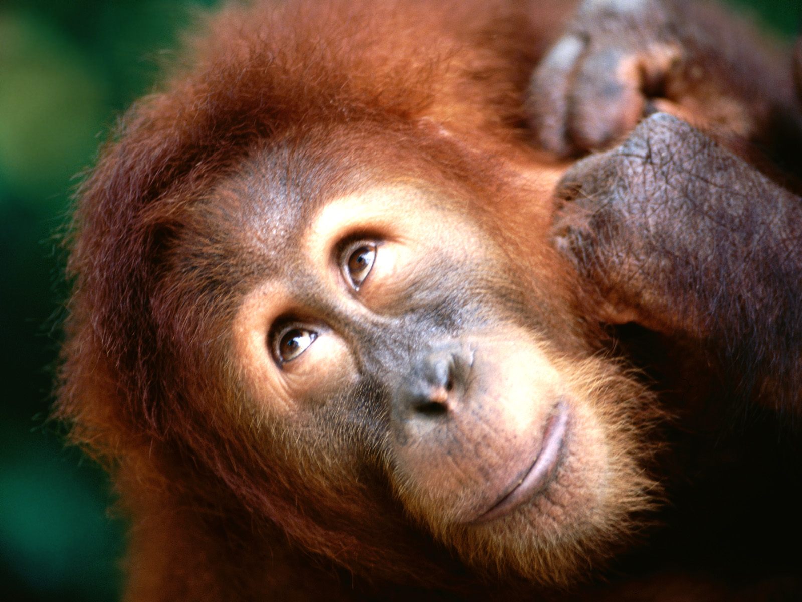 Let s Draw Endangered Species Sumatran  Orangutan 