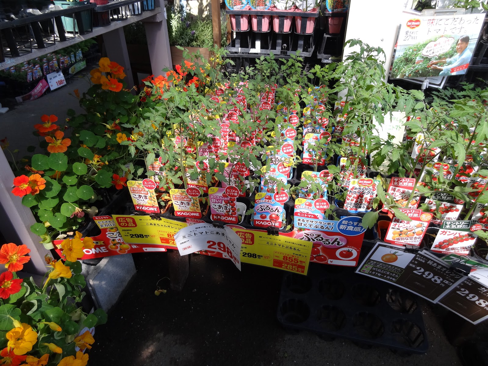 ブルーベリーとパキラとあれこれ Cultivation Diaries Such As Blueberries And Ornamental Plants 4月