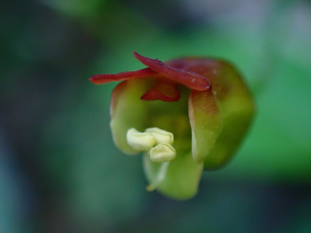 Scrophularia duplicatoserrata