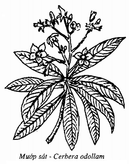 Hình vẽ Mướp Sát - Cerbera odollam - Nguyên liệu làm thuốc Chữa bệnh Tim