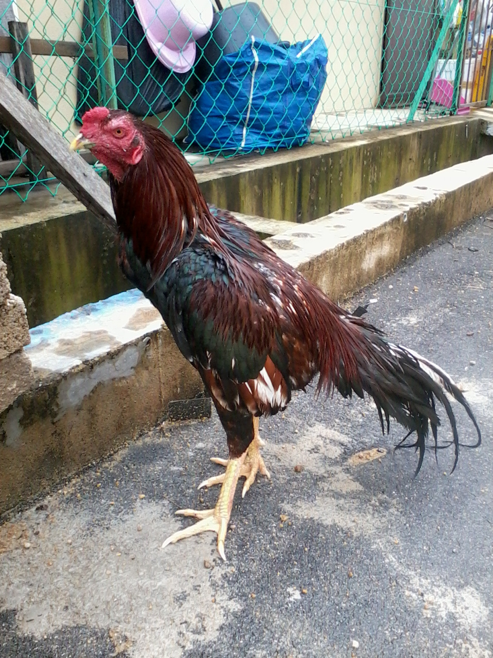  AYAM  SABUNG PAHANG Gambar Ayam 