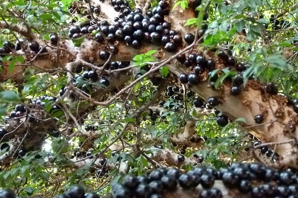 Jabuticaba Anggur  Brazil Berbuah Pada Batang Pohon 