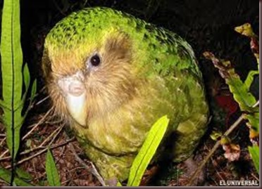 Amazing Pictures of Animals photo Nature exotic funny incredibel Zoo Kakapo birds Aves. Alex (2)