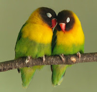 Perawatang Burung Love Bird Mabung